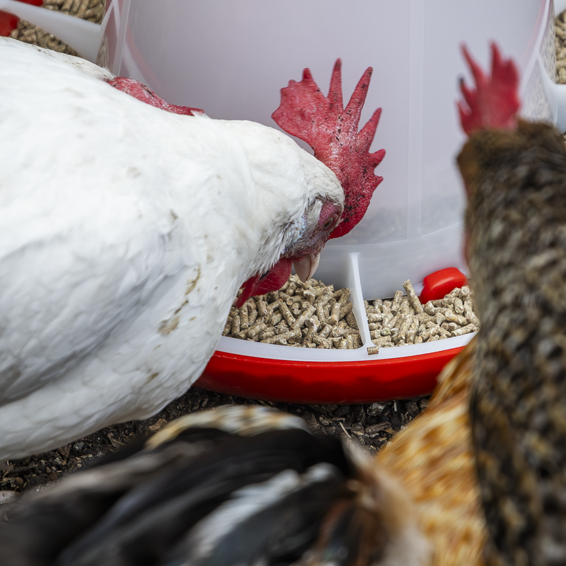 SEALEY AFT042 Poultry Feeder 6kg - Pack of 2