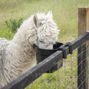 SEALEY AFT05 Hook-Over Feeder 7L