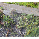 Sealey SS2 5L Pressure Sprayer